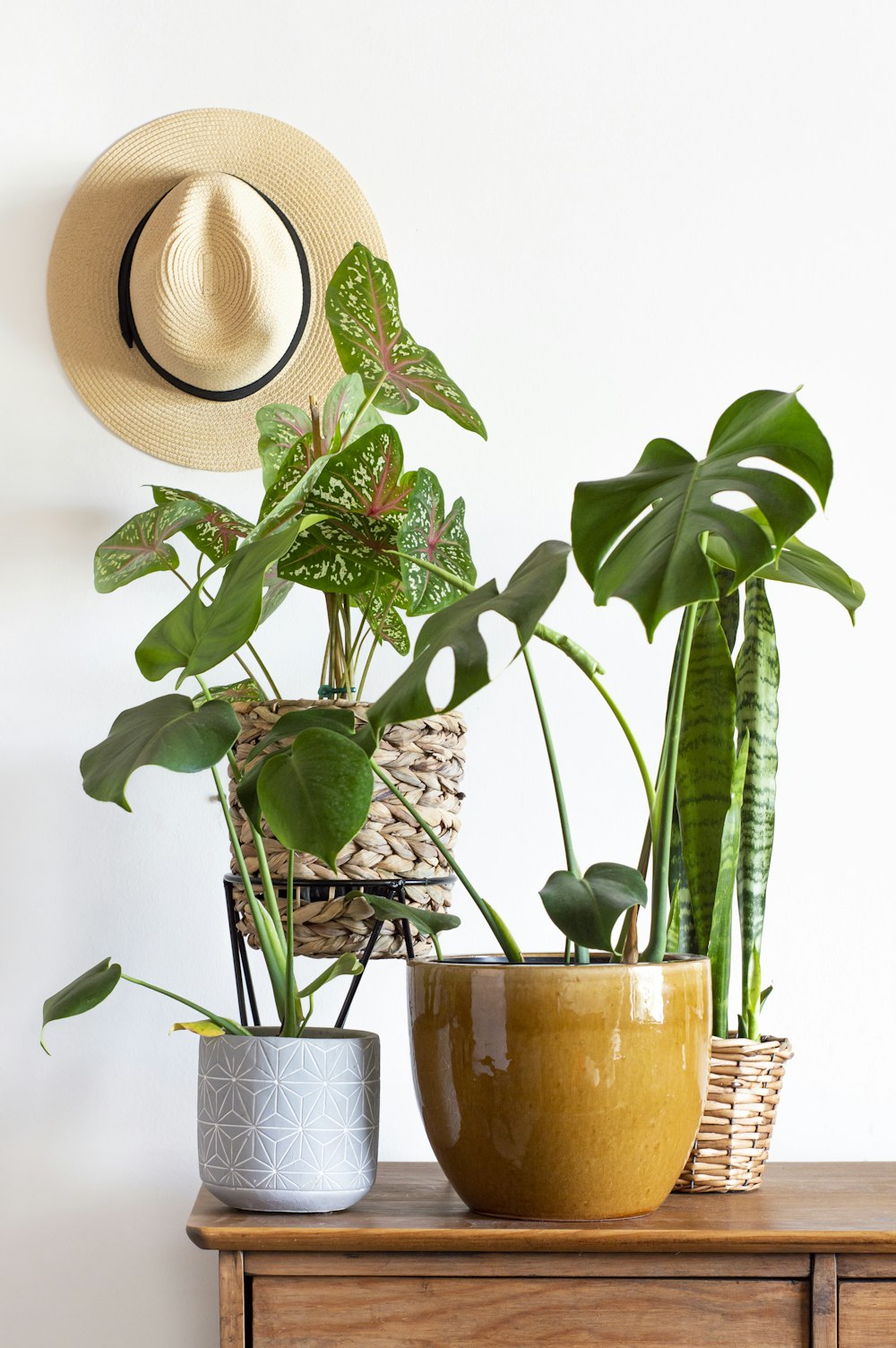 green plant on blue ceramic pot