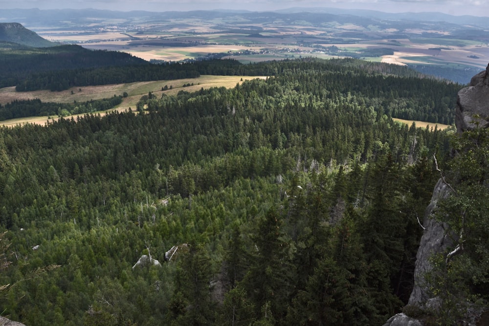 Grüne Bäume auf brauner Wiese tagsüber