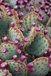 pink and green plant in macro lens