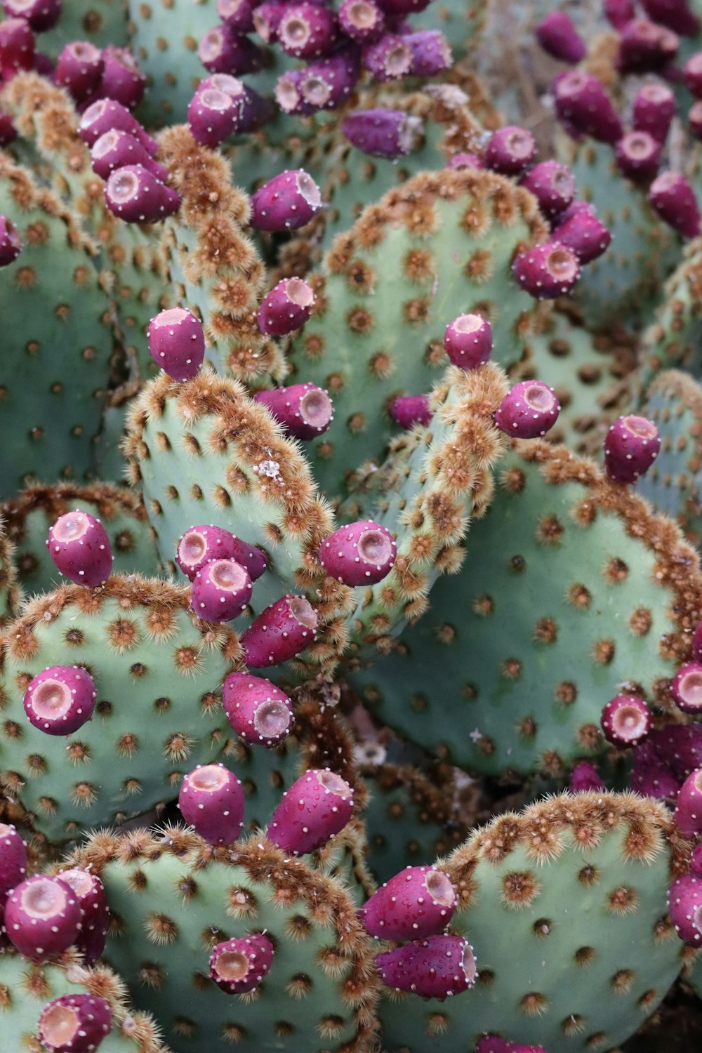 pink and green plant in macro lens