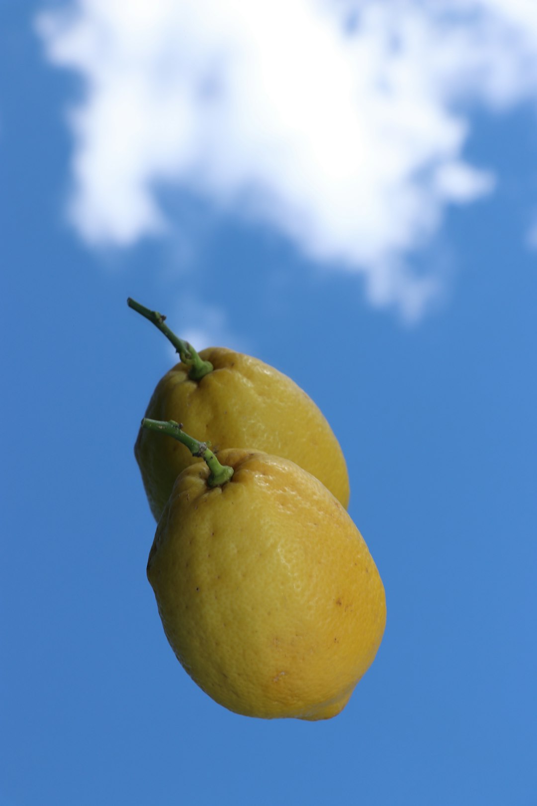 yellow lemon fruit under blue sky during daytime