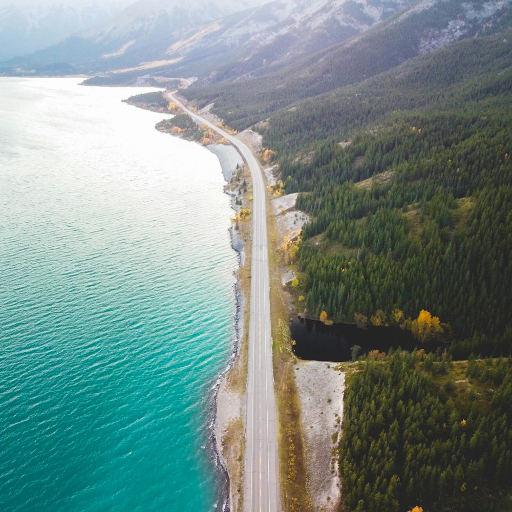 aerial view of green trees near body of water during daytime