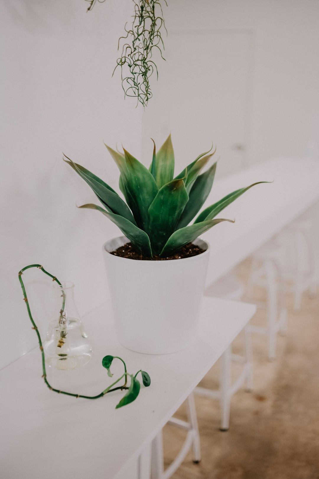 green plant in white ceramic pot