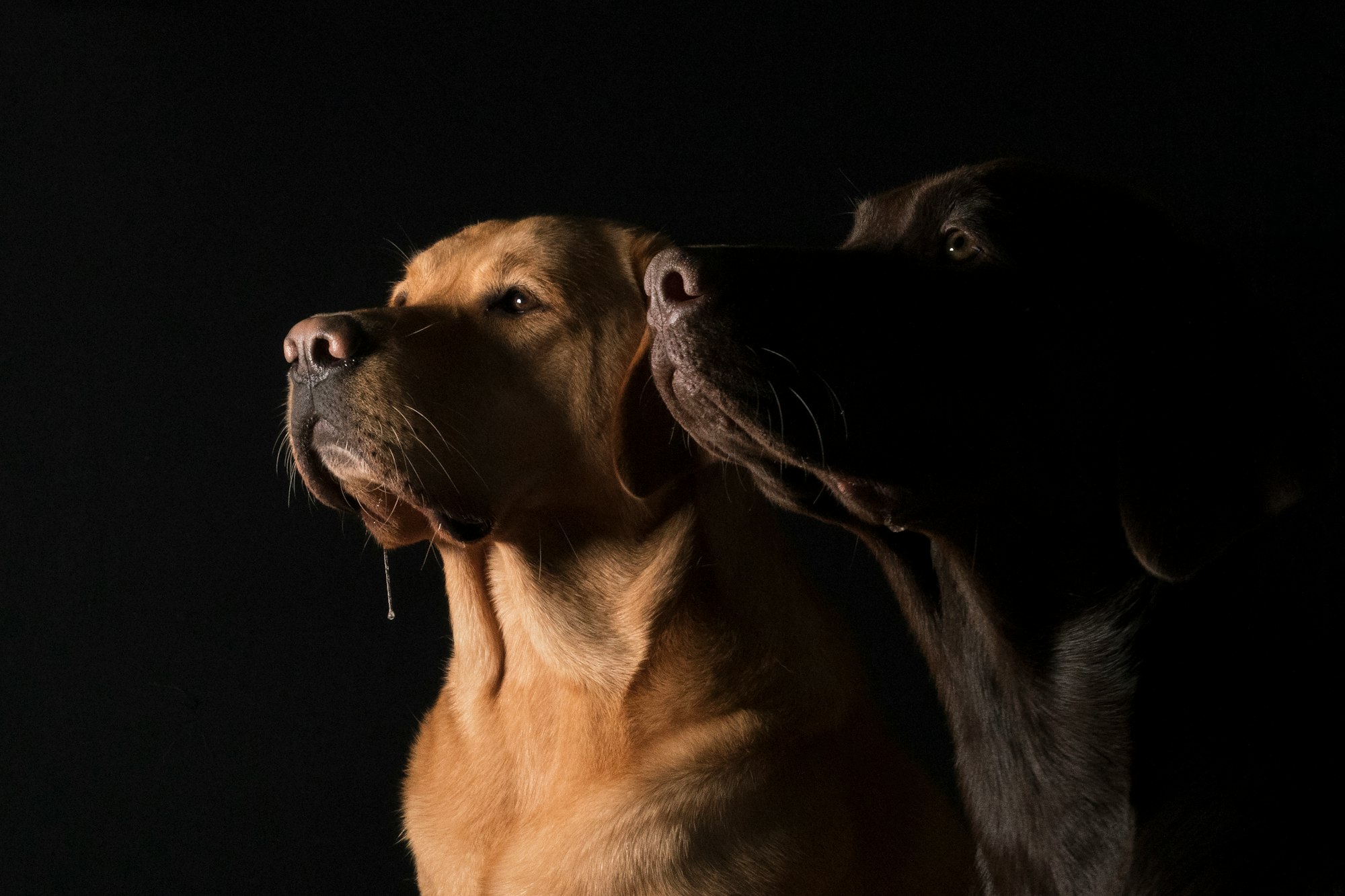 labs drooling