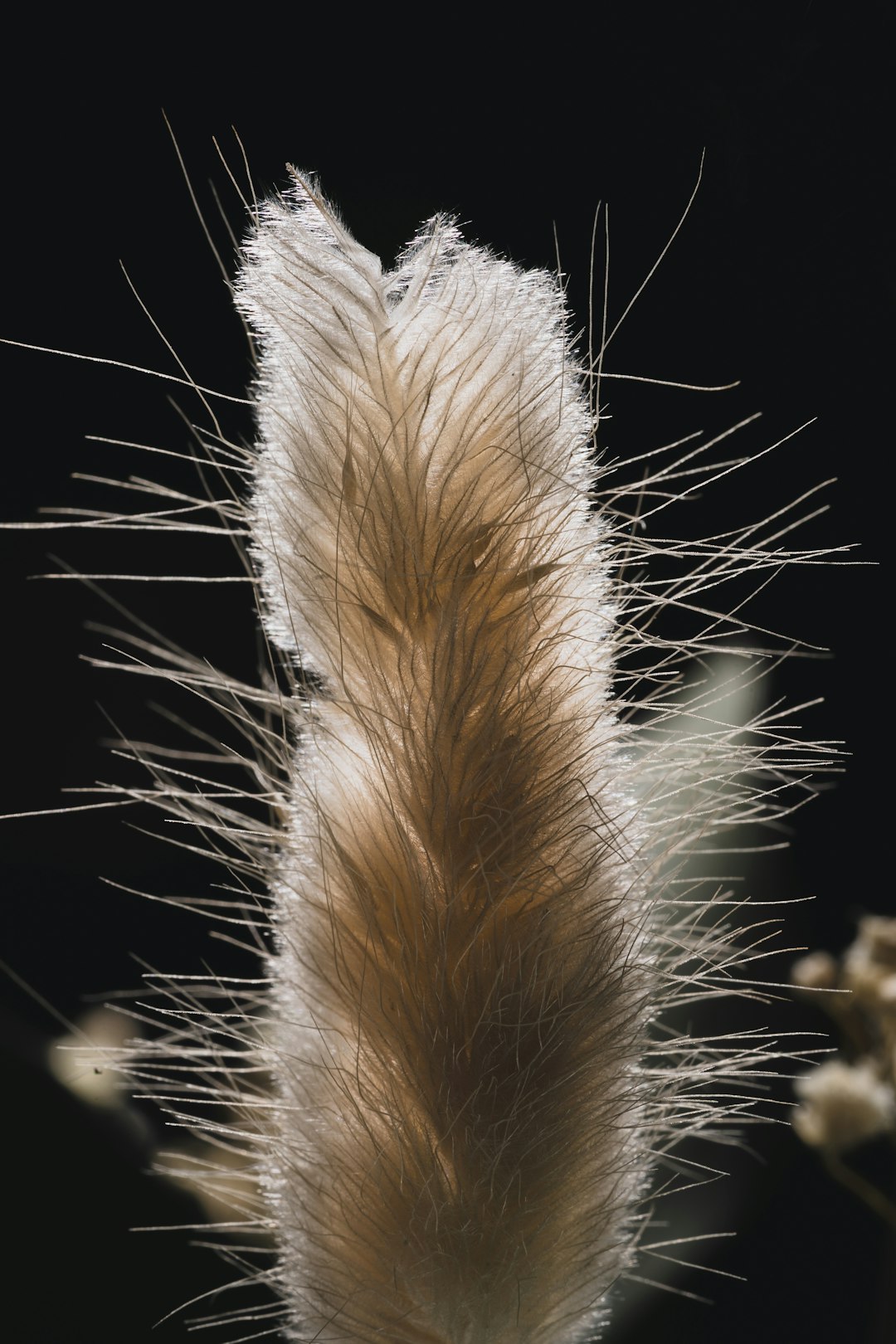 white and brown feather in black background