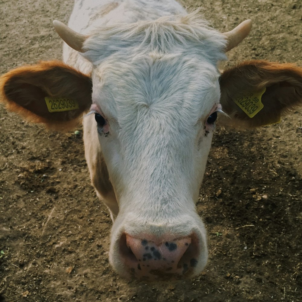 white and brown cow on brown soil