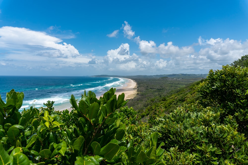 green plants near sea under blue sky during daytime