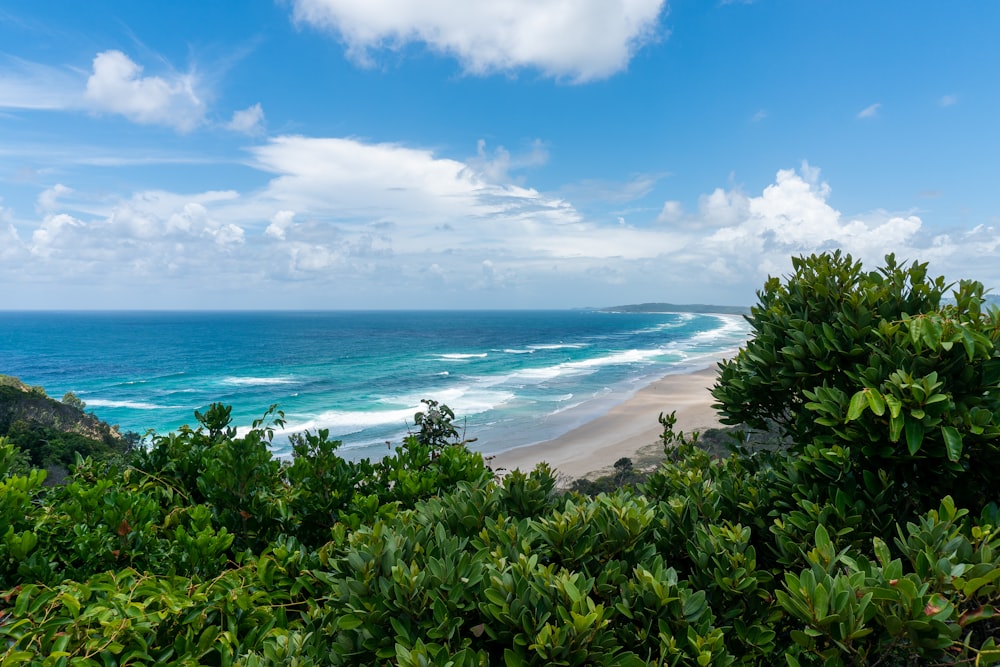 green plants near sea under blue sky during daytime