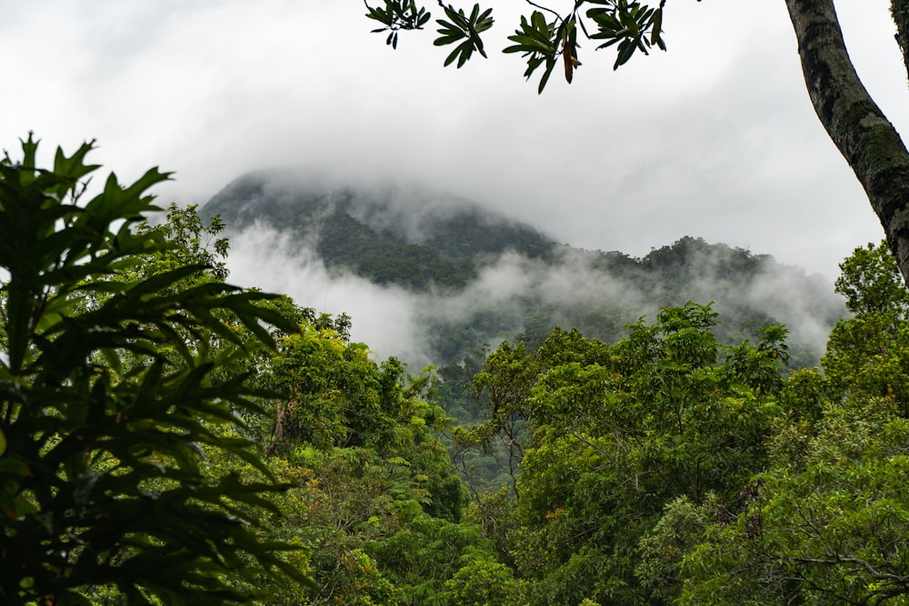 green trees on mountain under white clouds during daytime