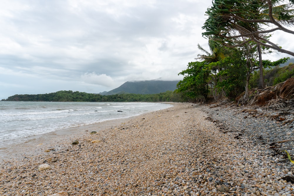 green trees on brown sand beach during daytime