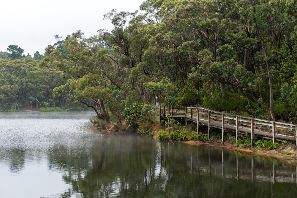 green trees beside body of water during daytime