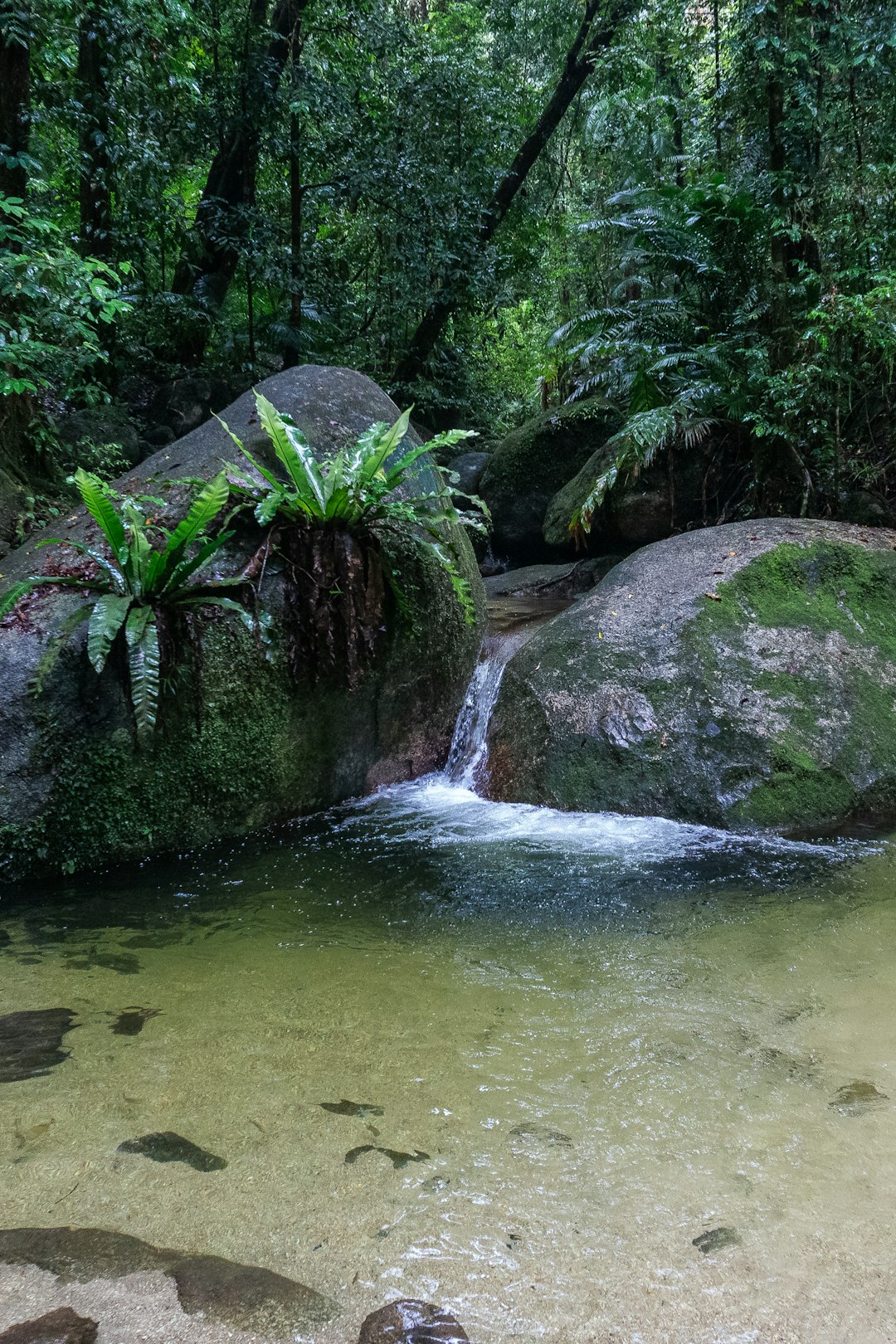 green moss on gray rock in the river