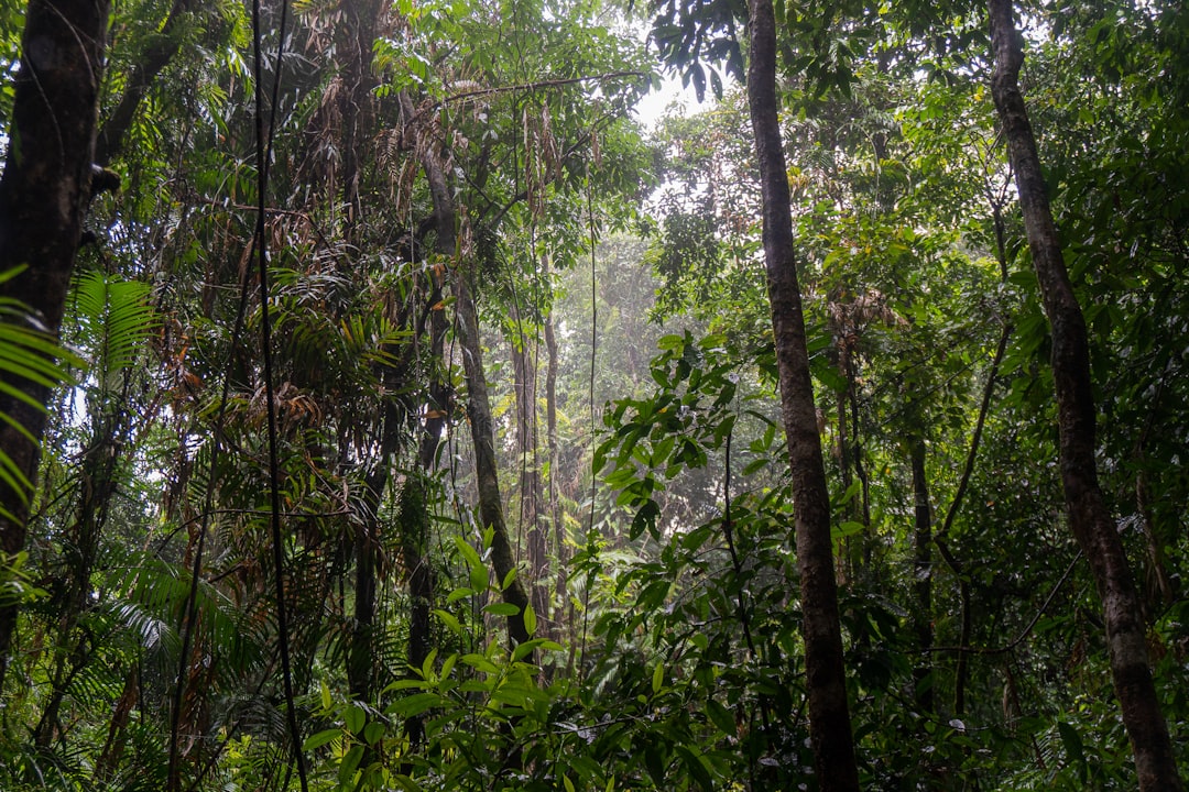 green trees on forest during daytime