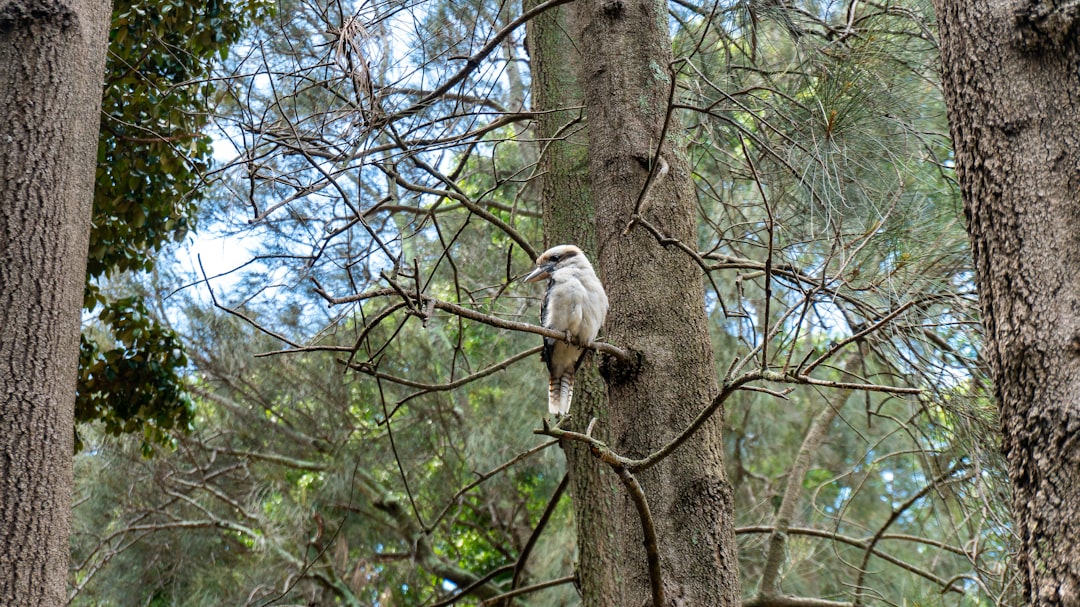 white and brown bird on brown tree branch during daytime