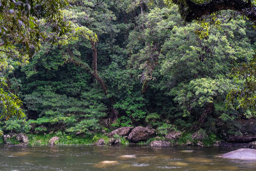 green trees beside river during daytime