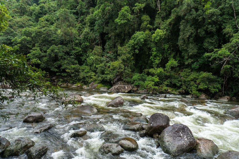 river in the middle of green trees during daytime