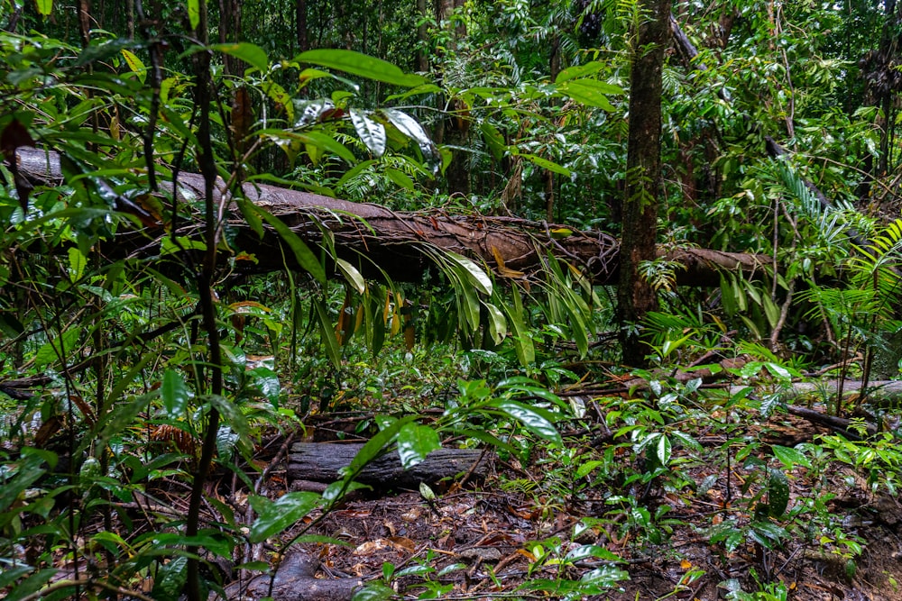 green leaf plants and trees