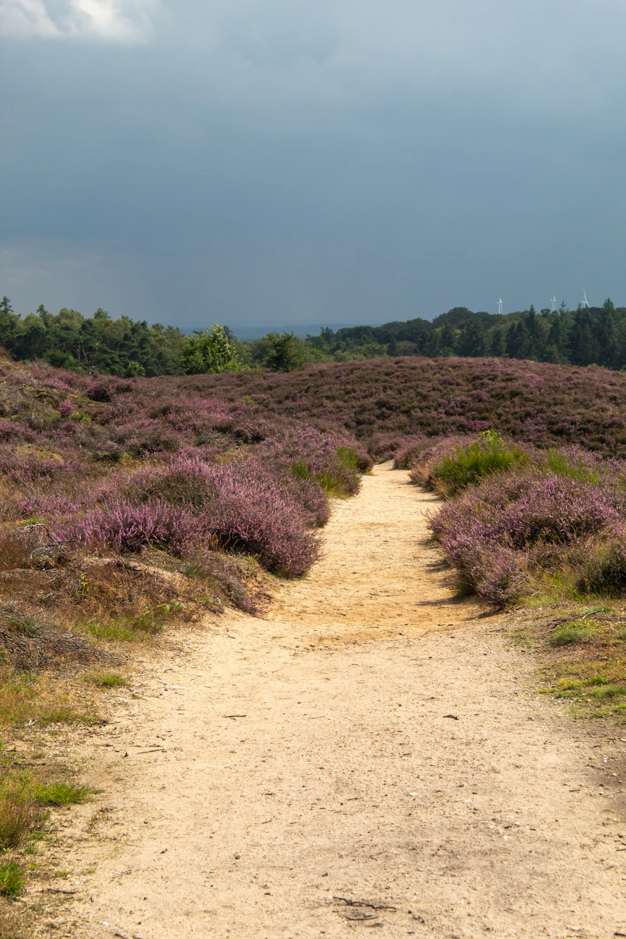 Paarse heide onder een blauwe lucht