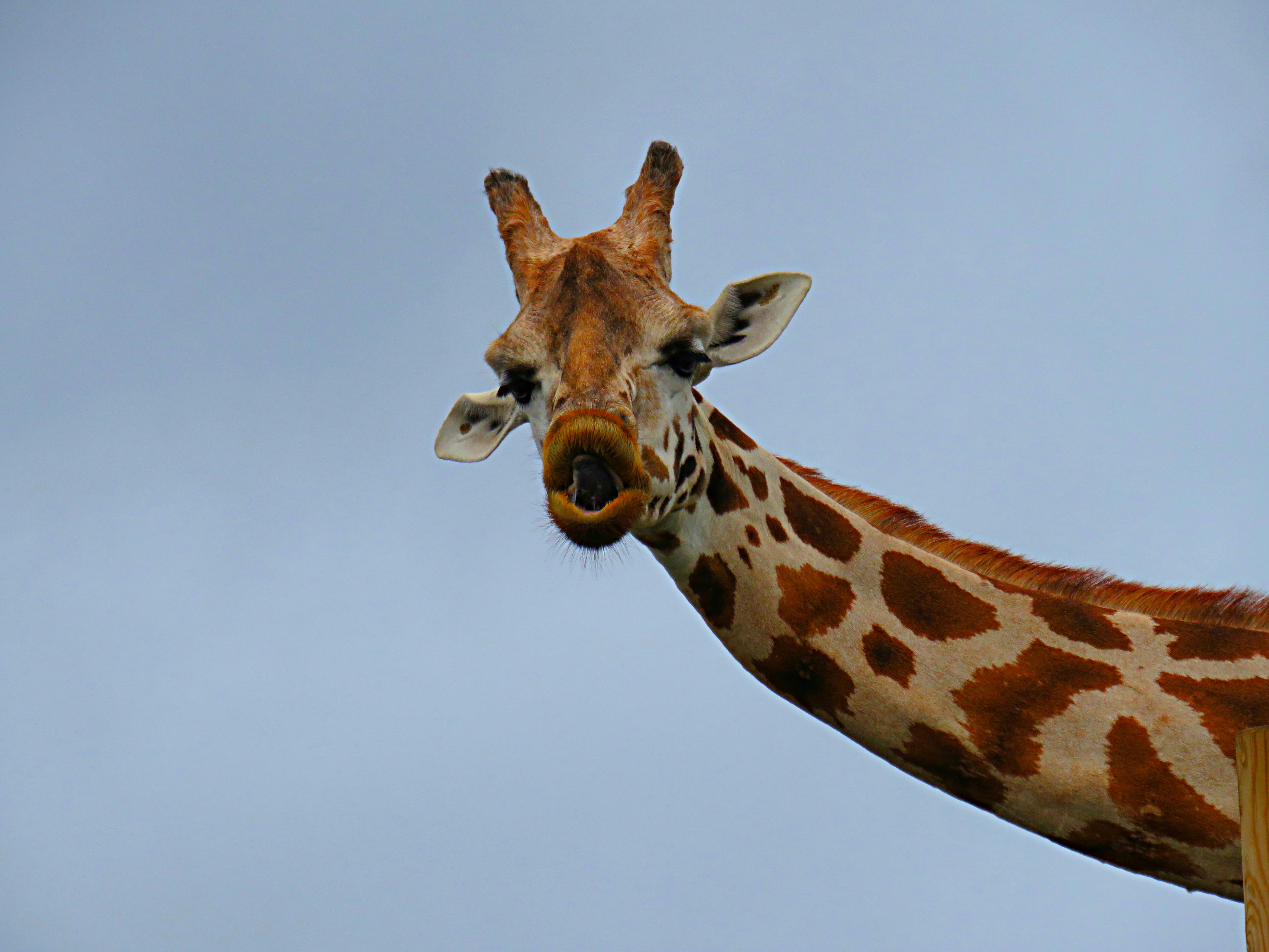 brown giraffe under white sky during daytime