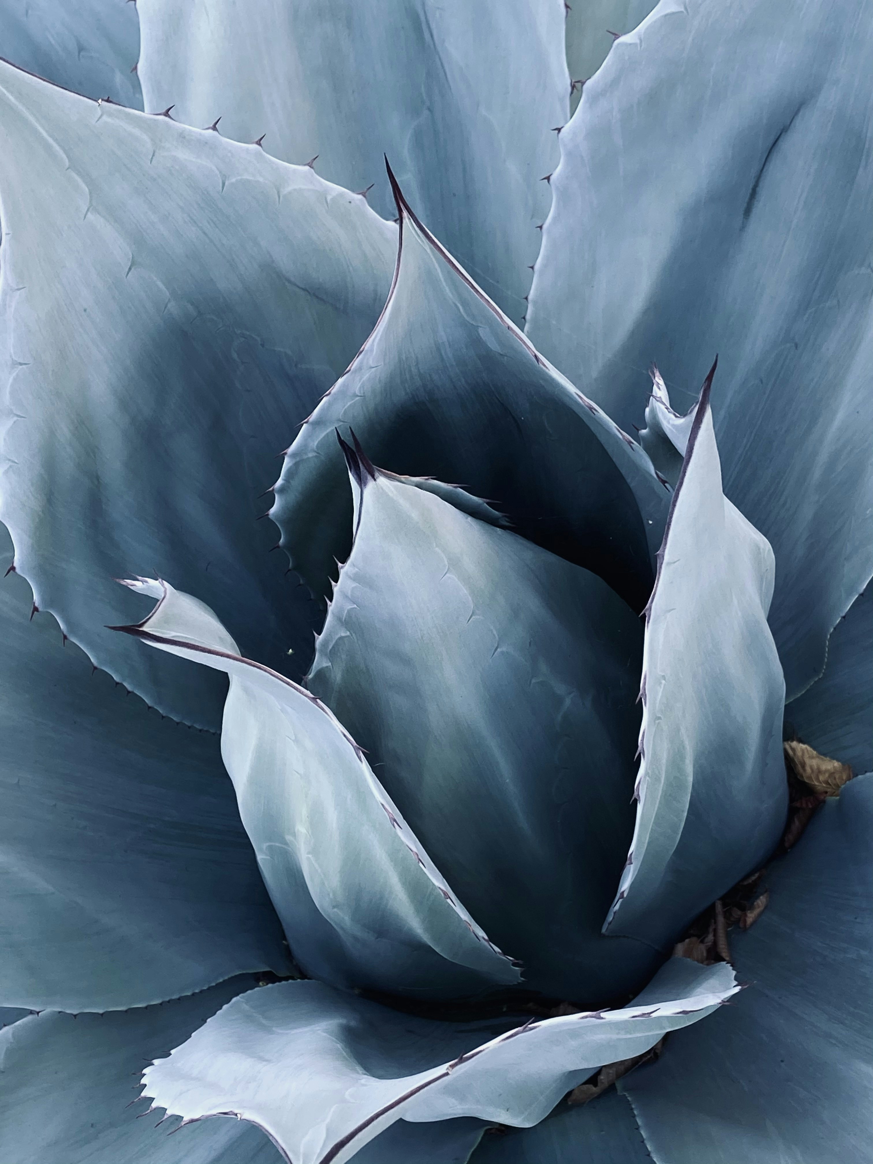 青と白の花の絵の写真 Unsplashで見つける植物の壁紙の無料写真