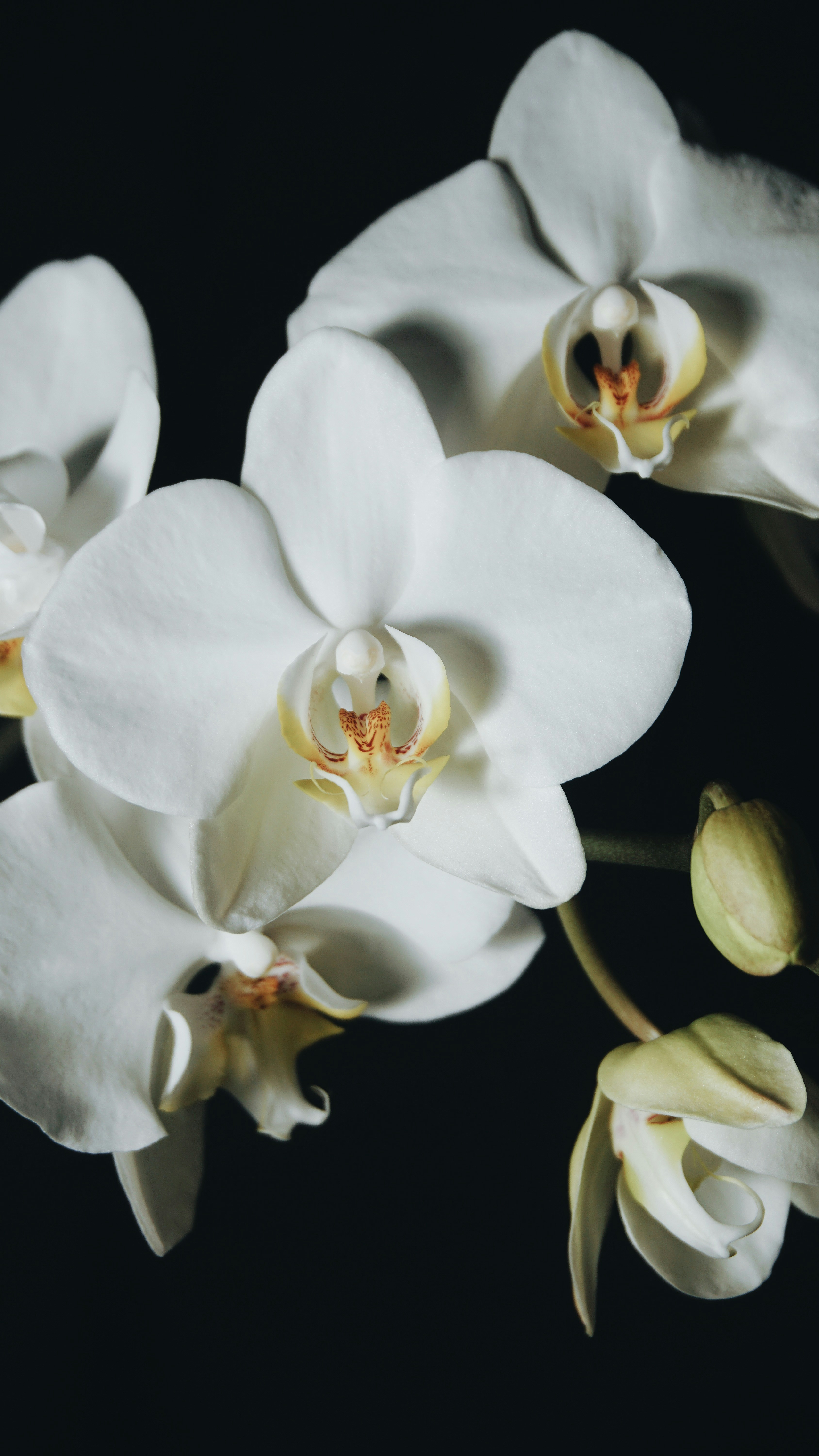 白い胡蝶蘭が咲いて写真をクローズ アップの写真 Unsplashで見つける蘭の無料写真