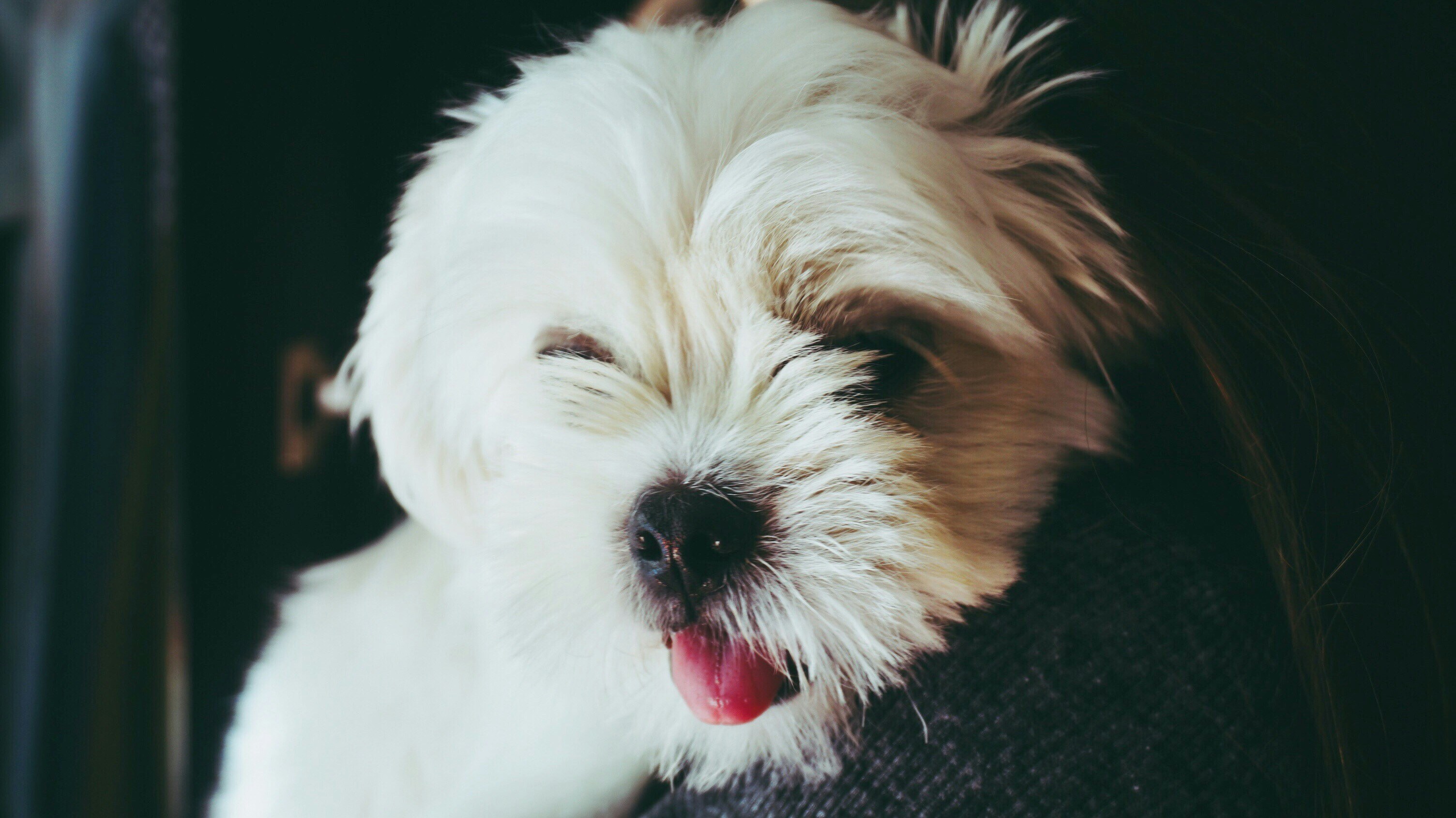 white and brown long coated small dog