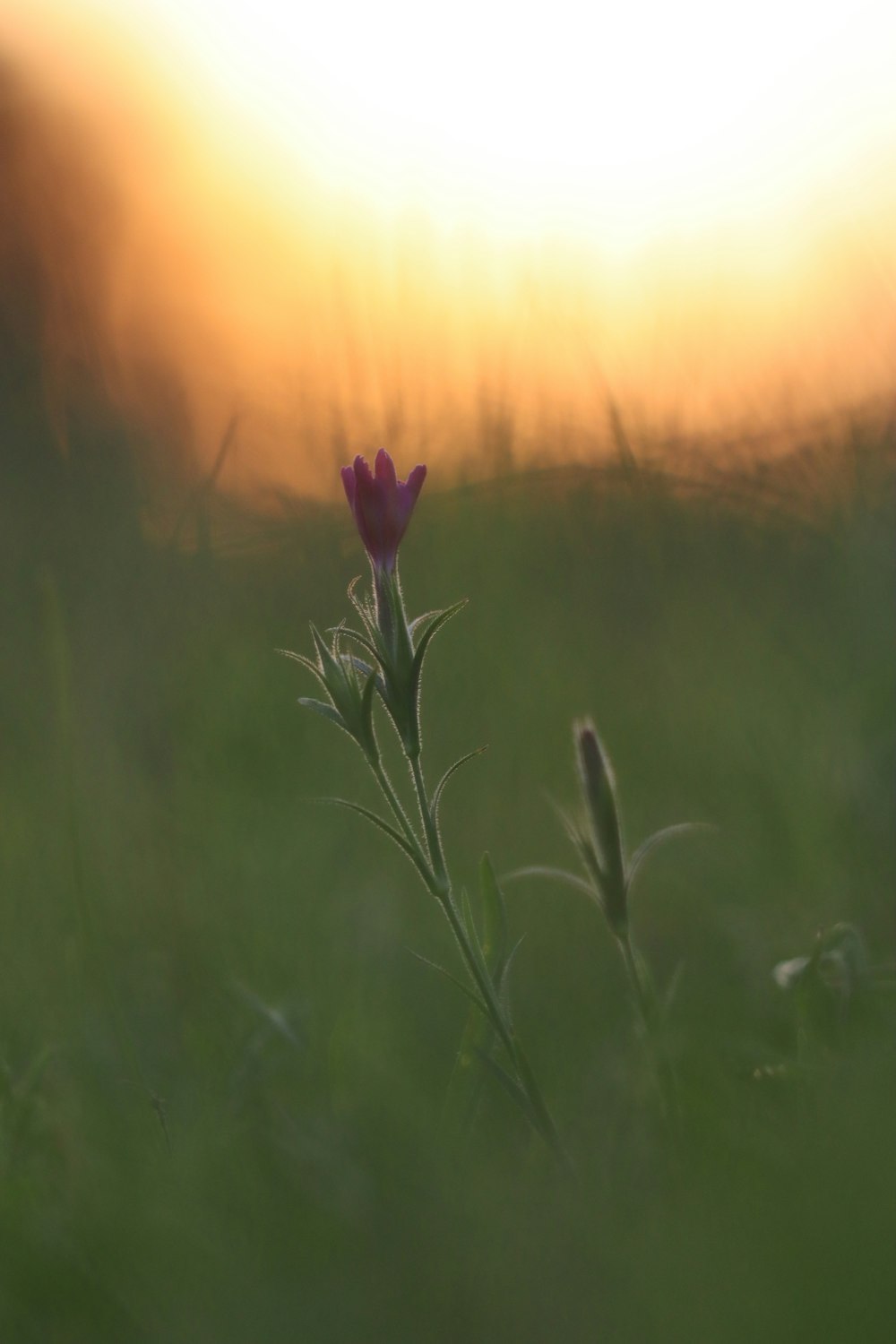 red flower in green grass field during sunset
