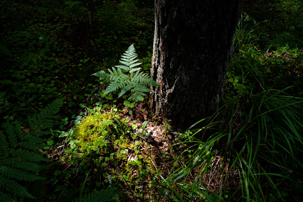 green fern plant beside brown tree trunk