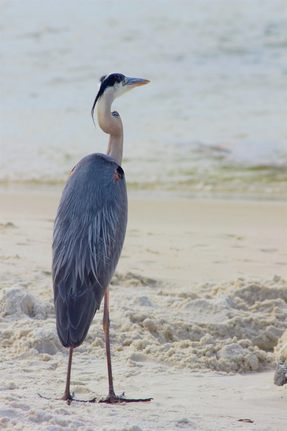 grey heron on shore during daytime