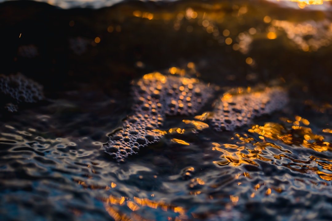 brown and black leopard print textile on water