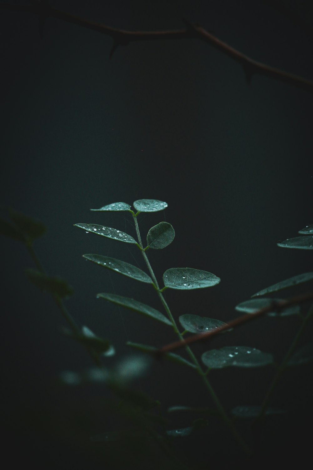 green leaves with water droplets