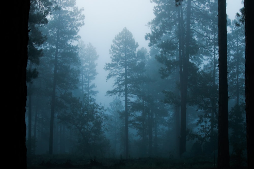 green trees under white sky during daytime