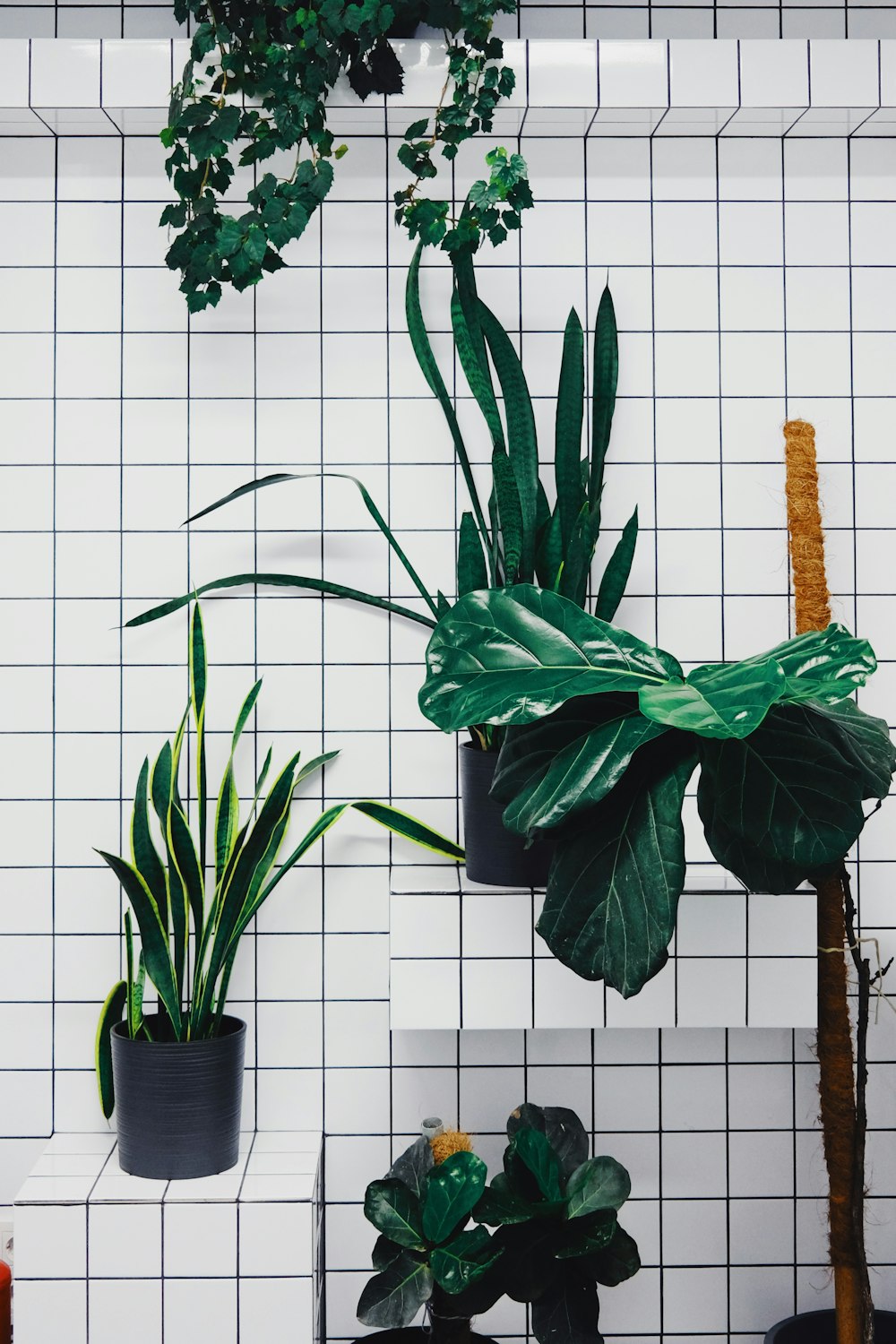 green plant in black pot