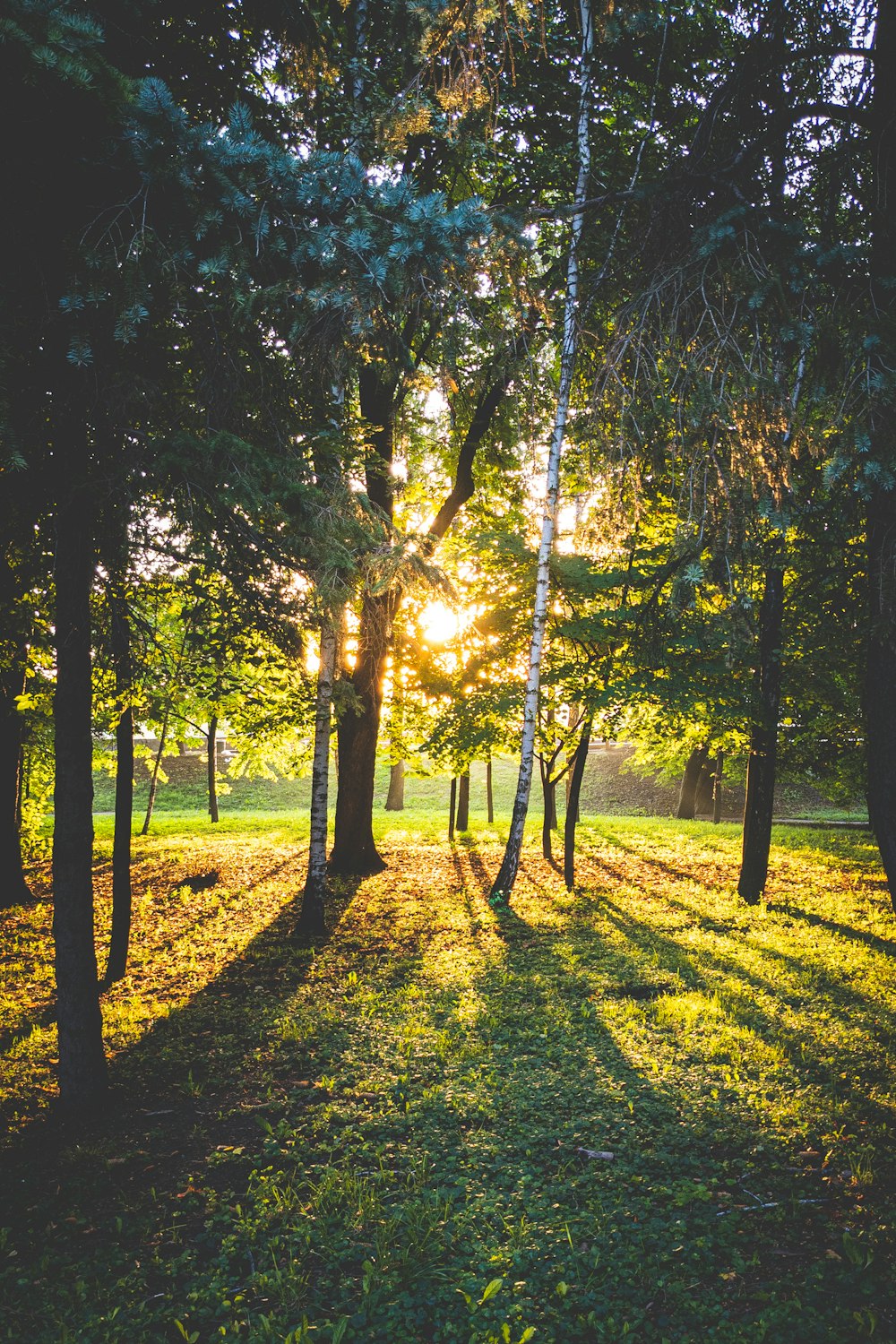 green grass and brown trees during daytime