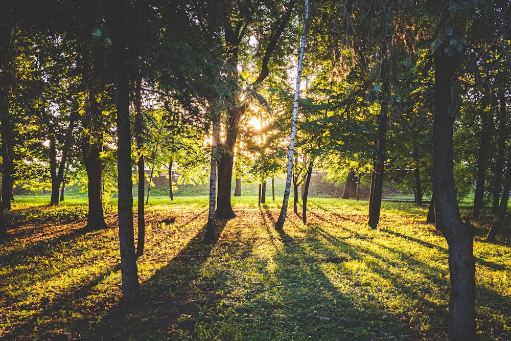 campo di erba verde con alberi