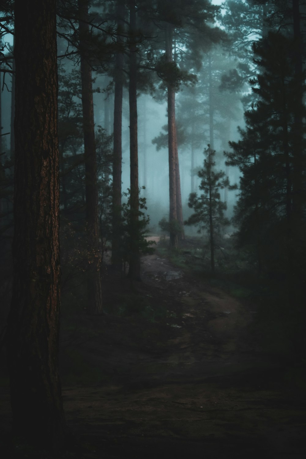 green trees on forest during daytime