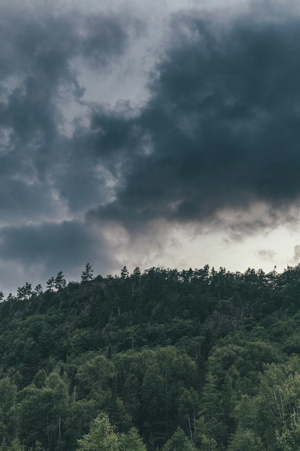 green trees under cloudy sky during daytime