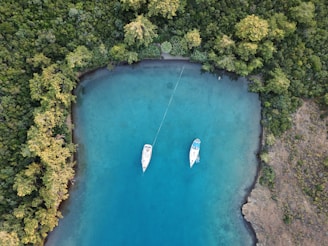aerial view of body of water surrounded by trees during daytime