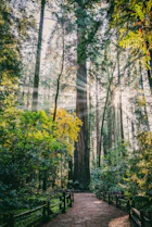green trees near river during daytime
