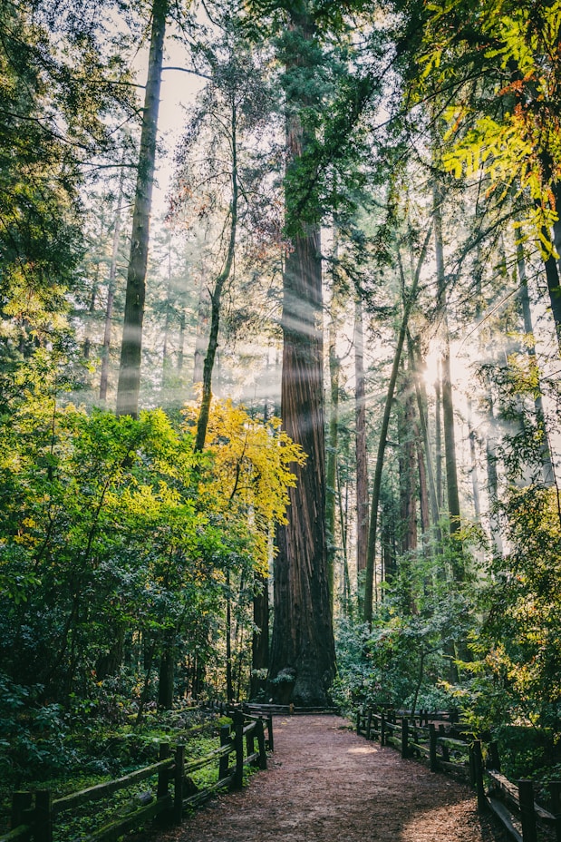 green trees near river during daytime