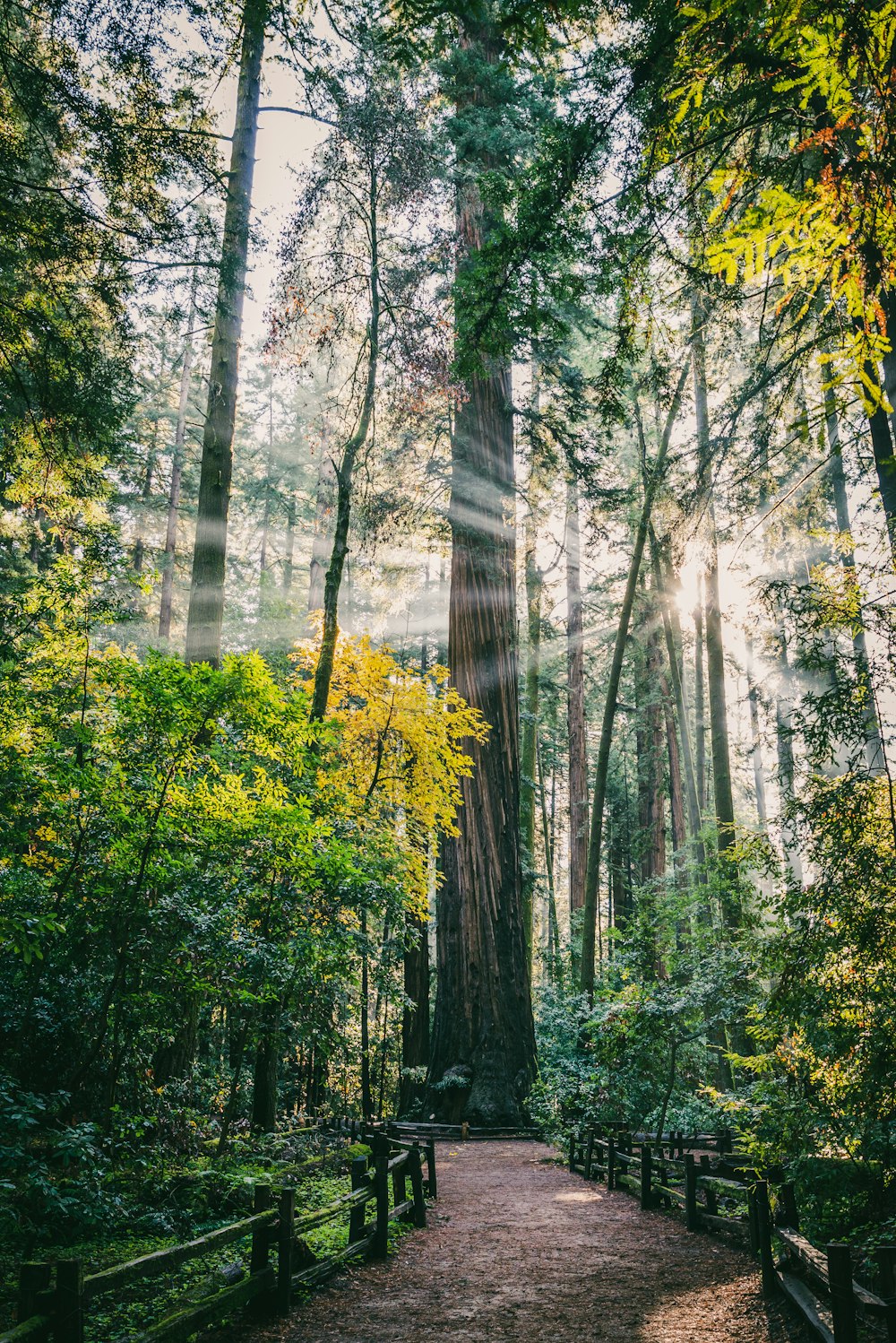 green trees near river during daytime