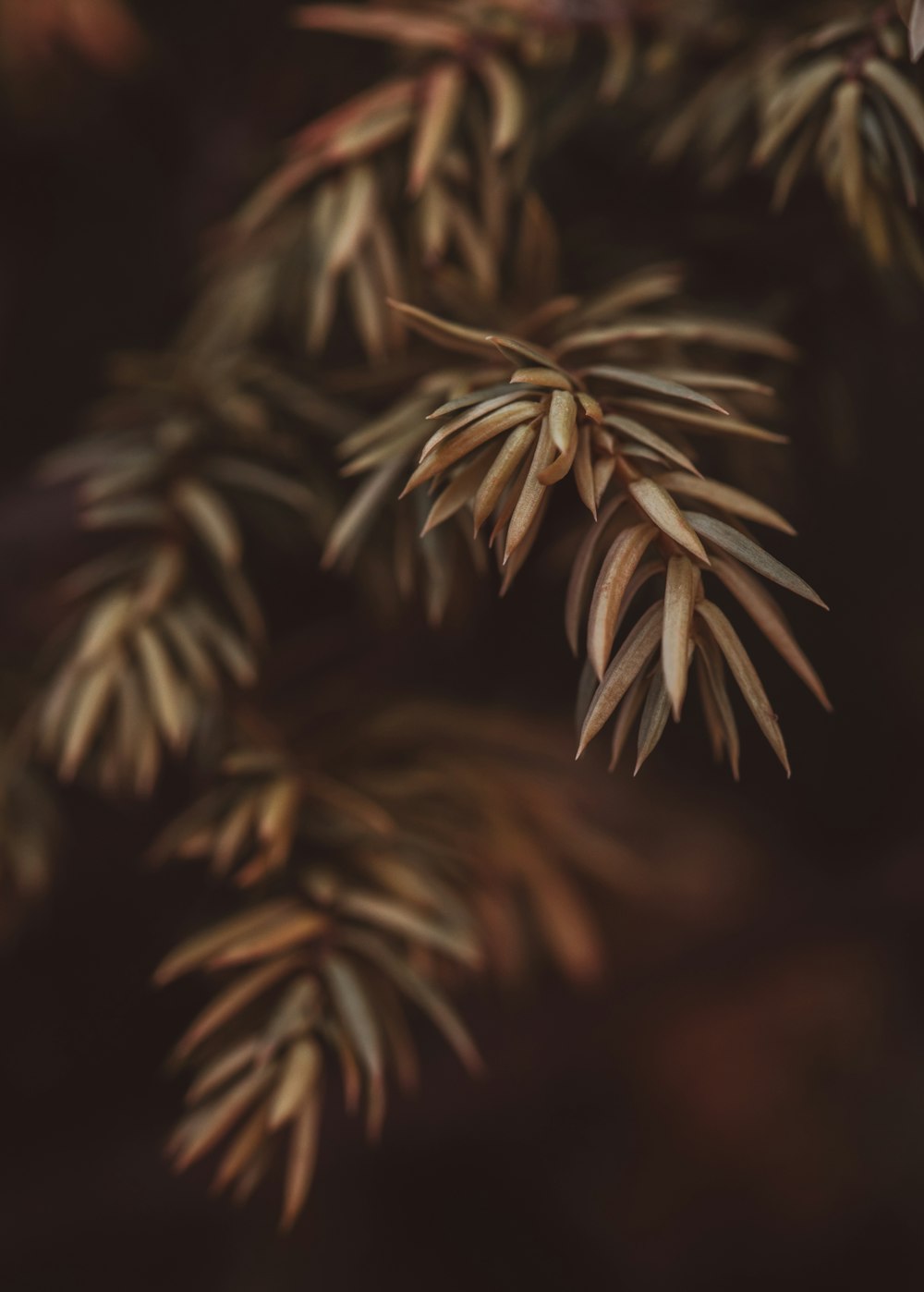 green plant in close up photography