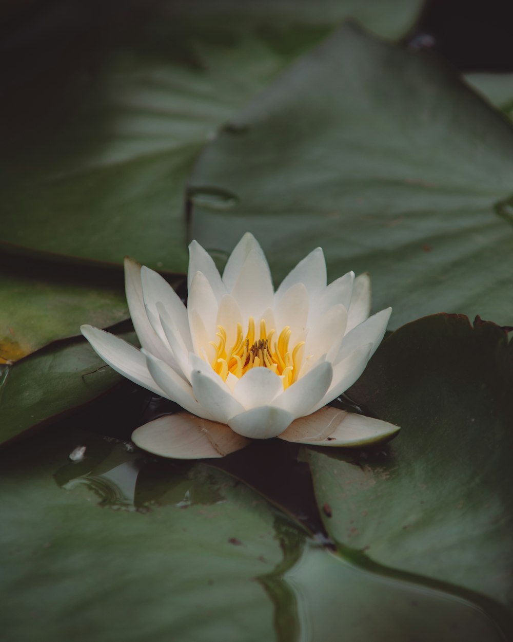 white lotus flower on water