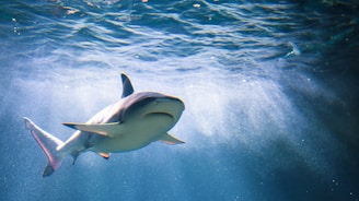 white and black shark in water