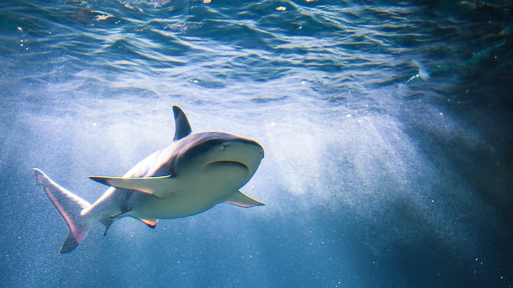 white and black shark in water