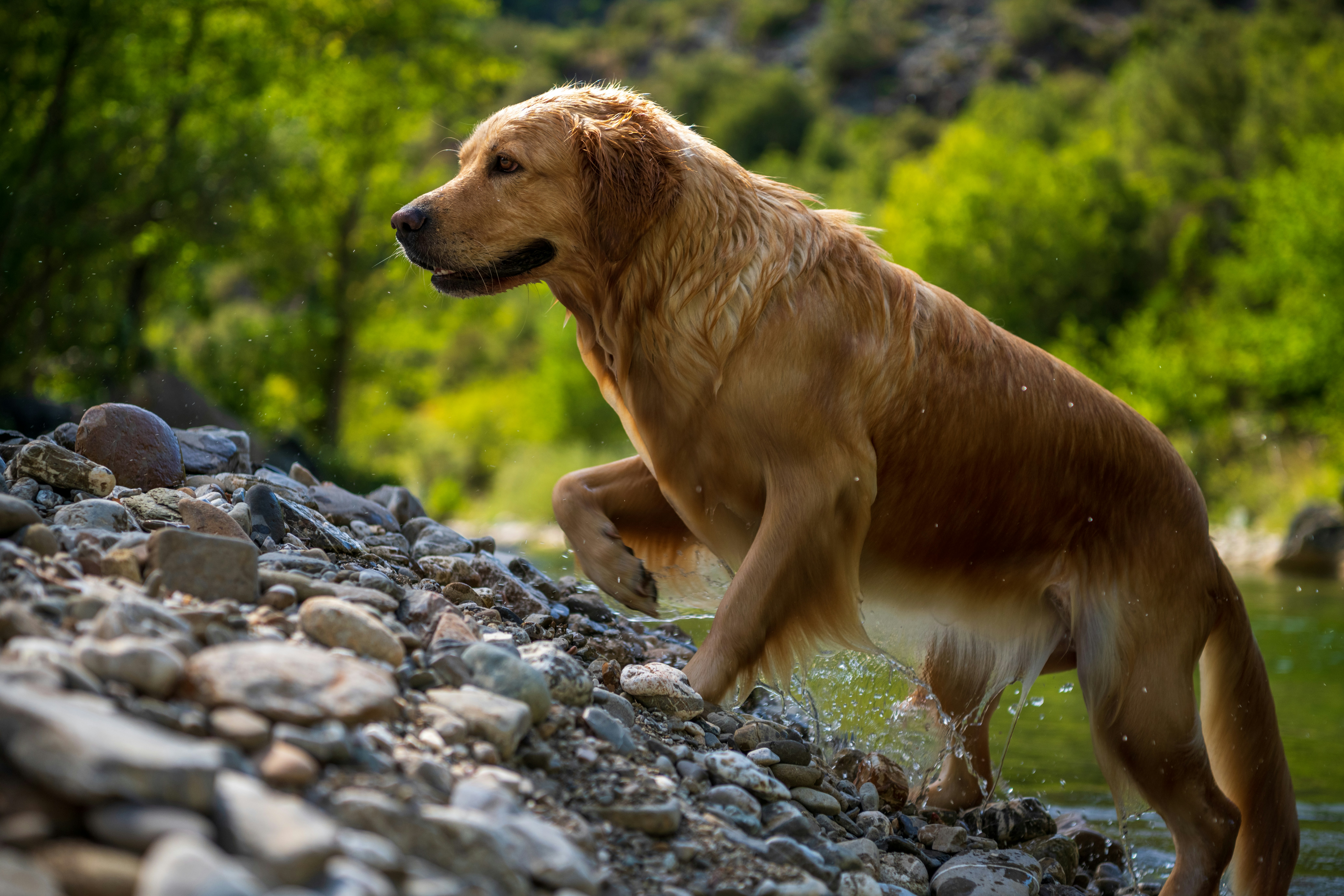 Can Golden Retrievers be guard dogs? [Loving vs Protective]