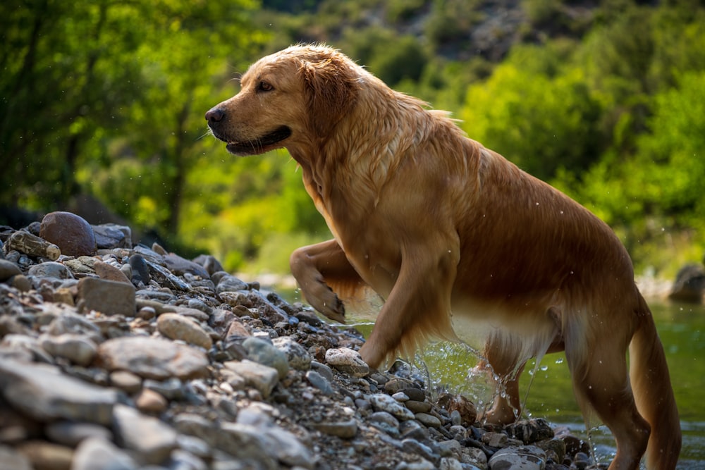 golden retriever lying on rocky ground during daytime