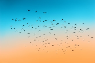 A flock of birds flying across a gradient sky transitioning from blue at the top to an orange hue at the bottom.