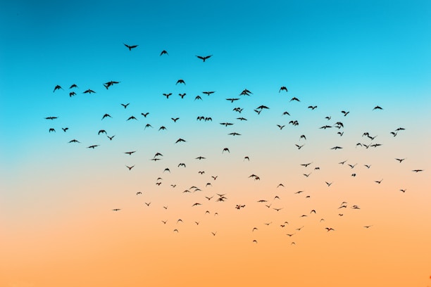 A flock of birds flying across a gradient sky transitioning from blue at the top to an orange hue at the bottom.