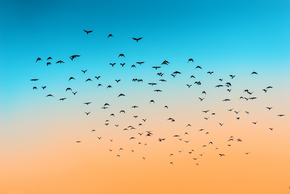 flock of birds flying under blue sky during daytime